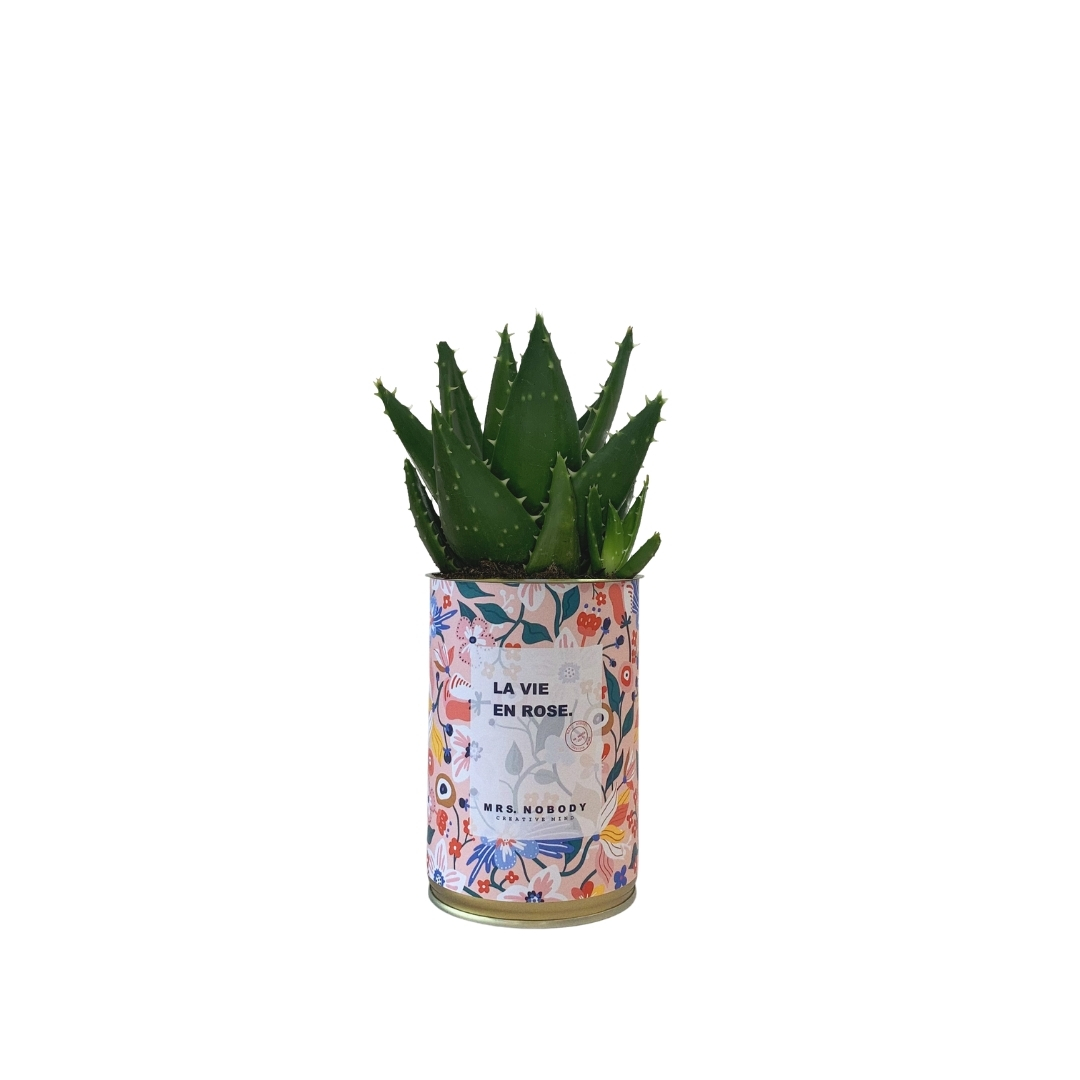 Cactus ou Succulente - La Vie En Rose - Aloe Cactus ou Succulente - La Vie En Rose - Aloe