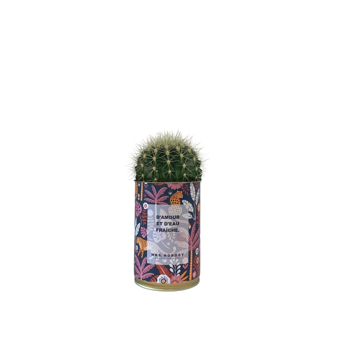 Cactus ou Succulente - D'amour et D'eau Fraîche - Cactus Boule