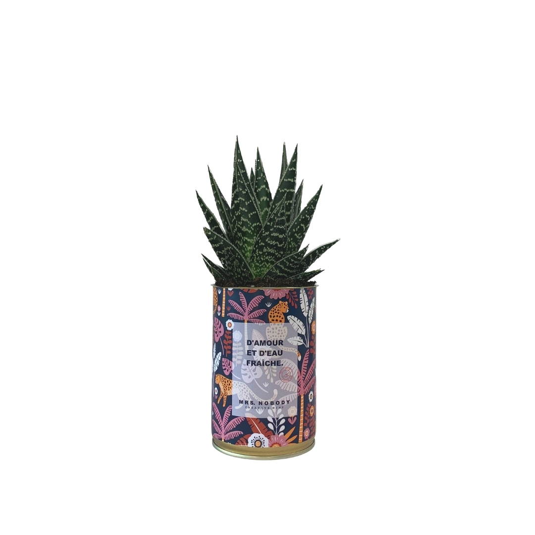 Cactus ou Succulente - D'amour et D'eau Fraîche - Aloe