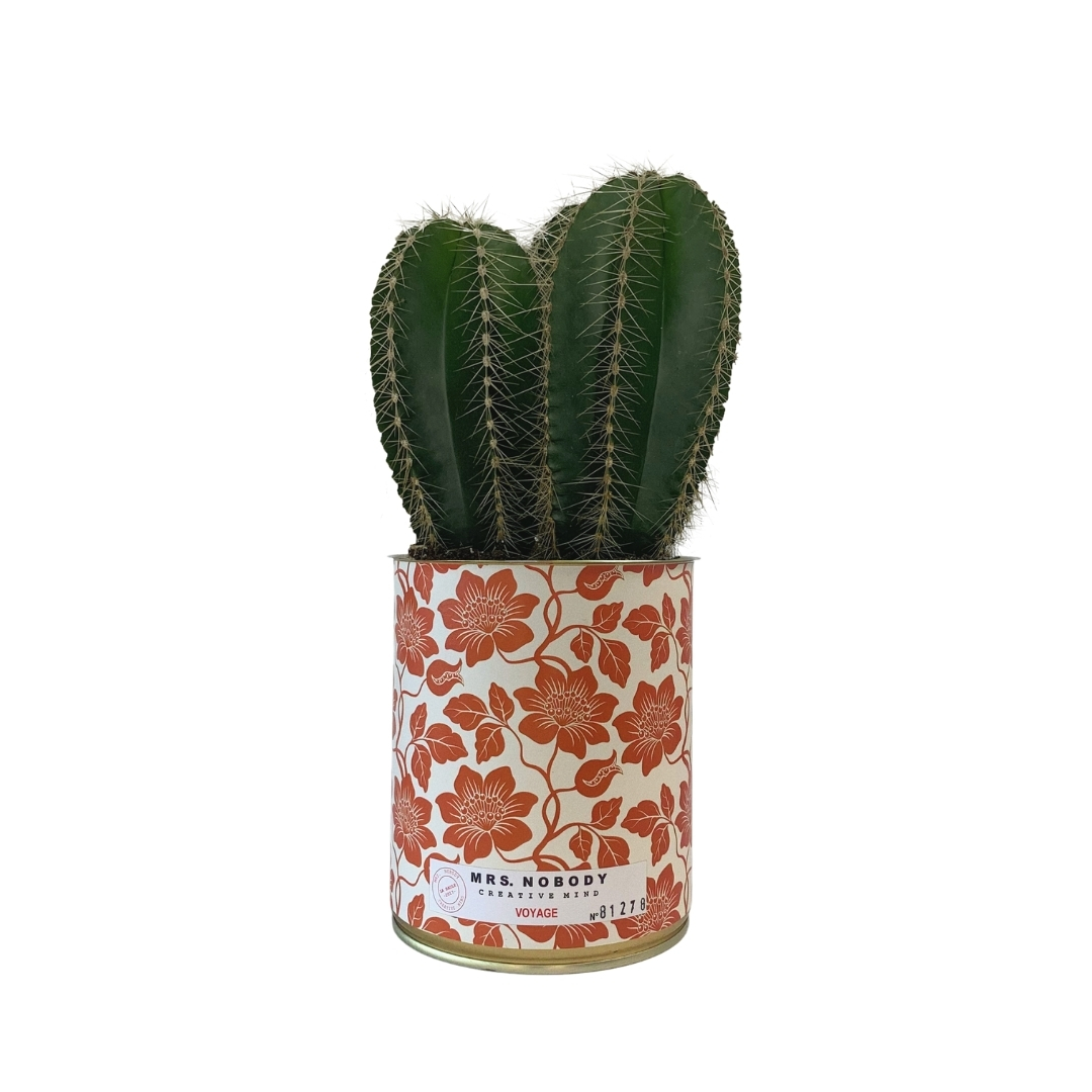 Cactus ou Succulente - Voyage - Cactus Colonne Cactus ou Succulente - Voyage - Cactus Colonne