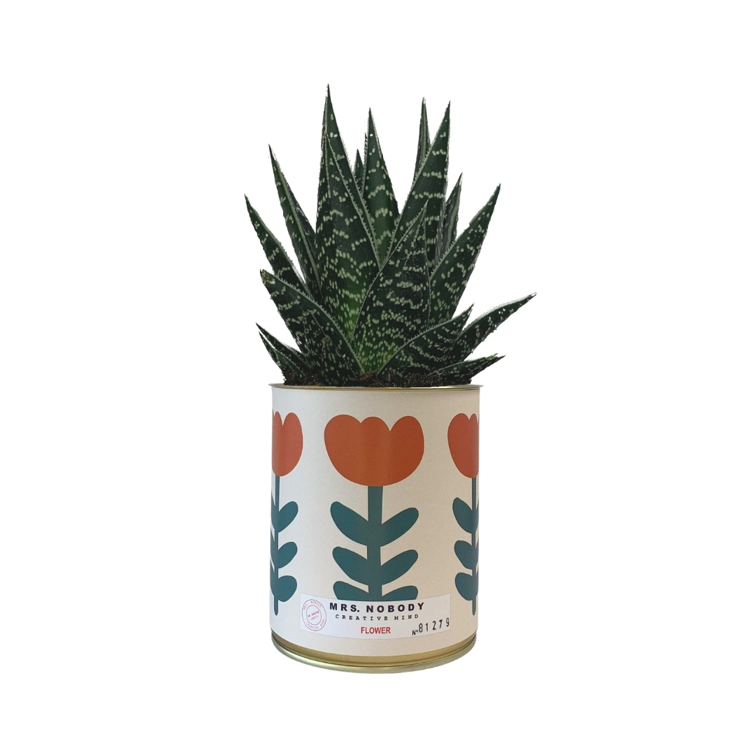 Cactus ou Succulente - Flower - Aloe Cactus ou Succulente - Flower - Aloe