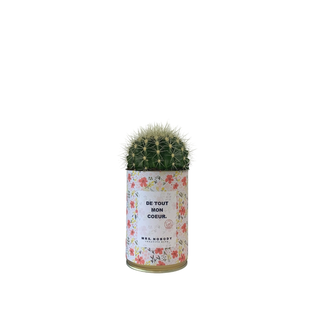 Cactus ou Succulente - De Tout Mon Cœur - Cactus Boule