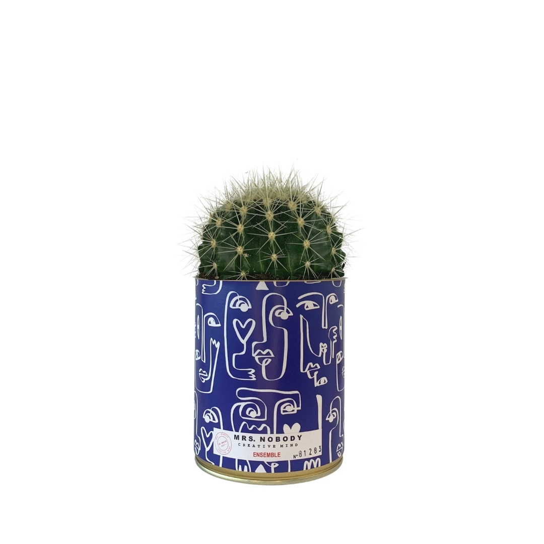 Cactus ou Succulente - Ensemble - Cactus Boule