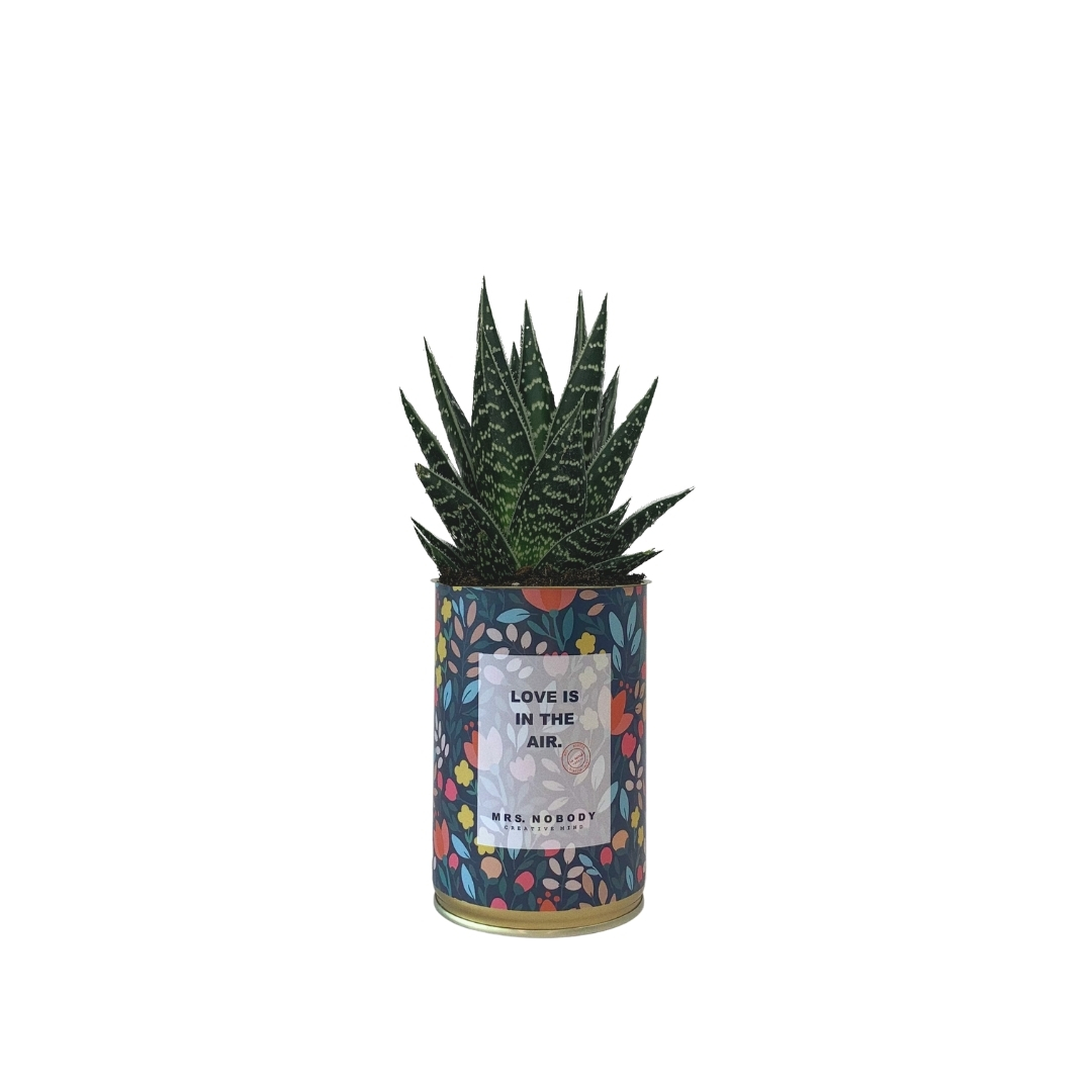 Cactus ou Succulente - Love is in the Air - Aloe Cactus ou Succulente - Love is in the Air - Aloe