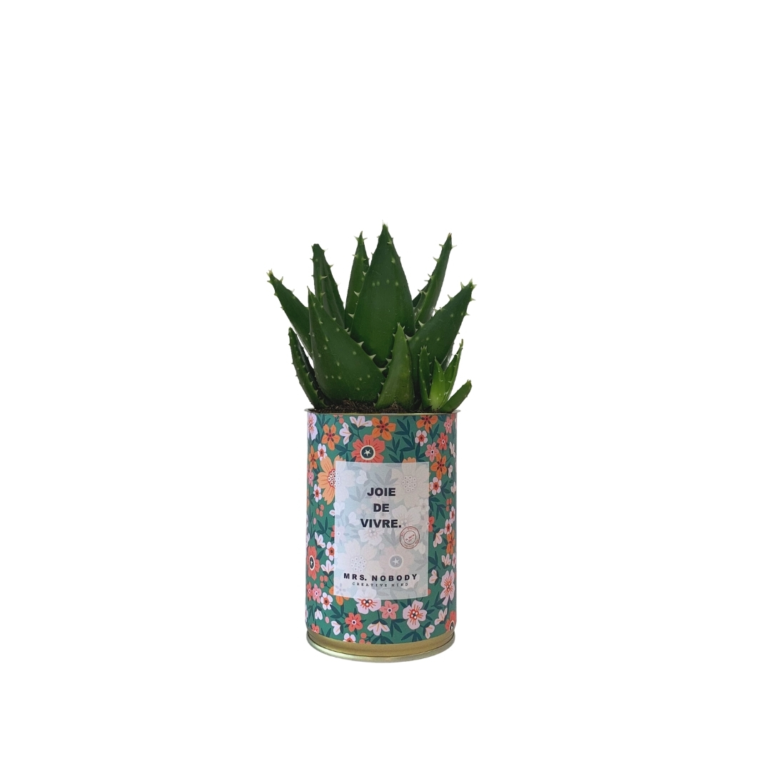 Cactus ou Succulente - Joie De Vivre - Aloe