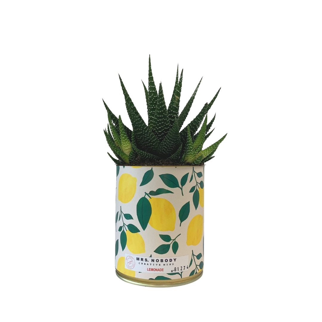 Cactus ou Succulente - Lemonade - Haworthia Cactus ou Succulente - Lemonade - Haworthia