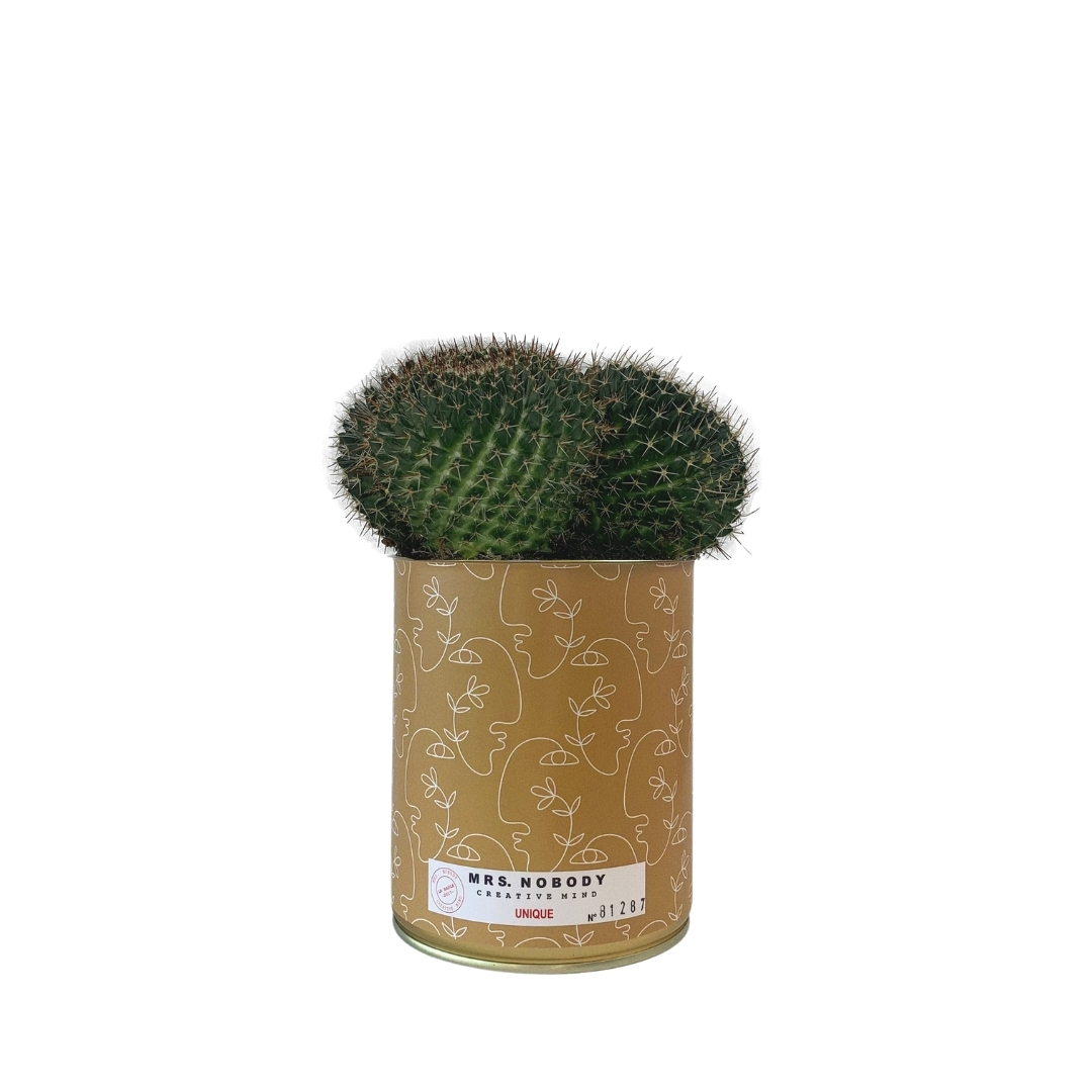 Cactus ou Succulente - Unique - Cactus Boule