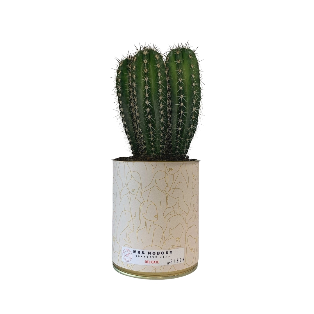Cactus ou Succulente - Délicate - Cactus Colonne