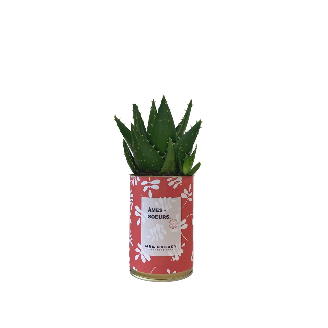 Cactus ou Succulente - Âmes-Sœurs - Aloe Cactus ou Succulente - Âmes-Sœurs - Aloe
