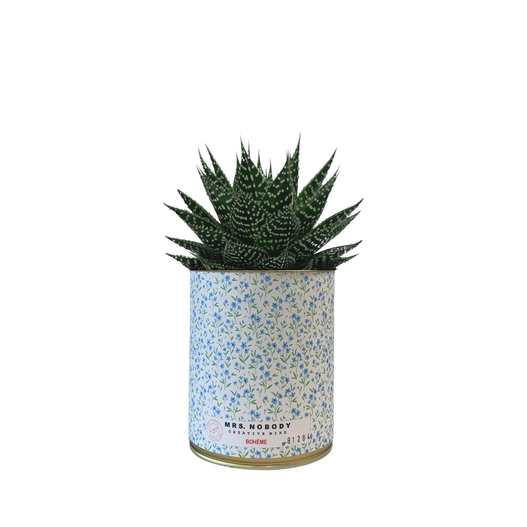 Cactus ou Succulente - Bohème - Aloe