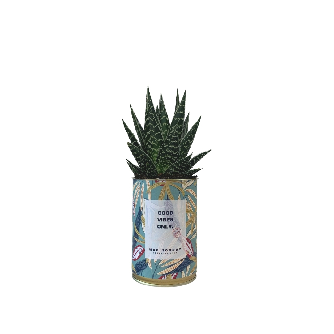 Cactus ou Succulente - Good Vibes Only - Aloe