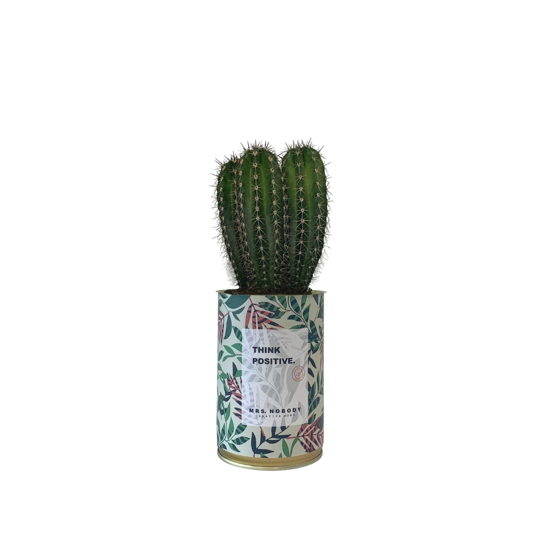 Cactus ou Succulente - Think Positive - Cactus Colonne