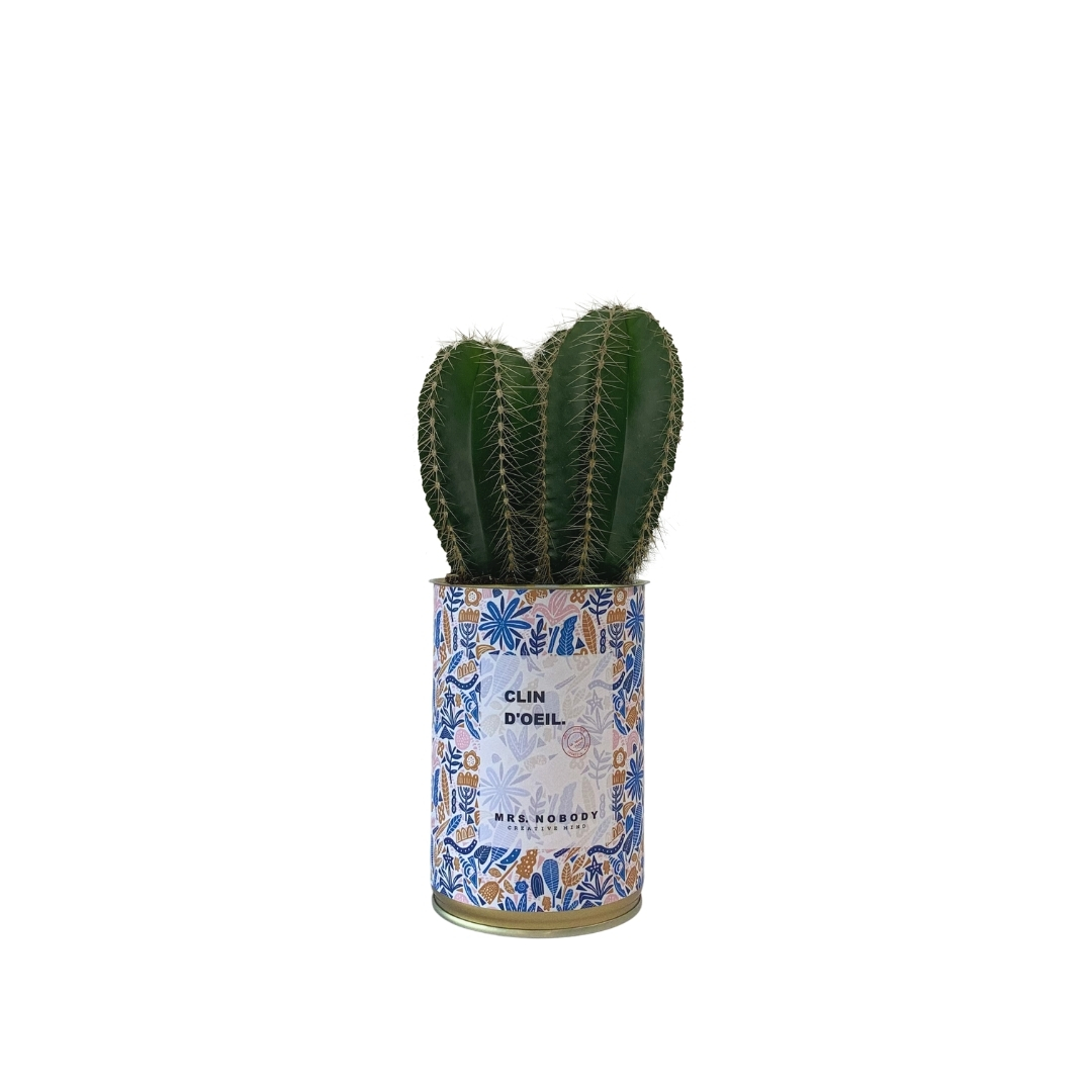 Cactus ou Succulente - Clin D'Œil - Cactus Colonne