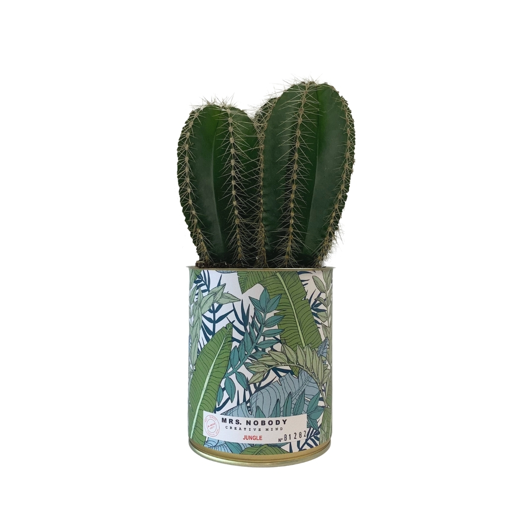 Cactus ou Succulente - Jungle - Cactus Colonne Cactus ou Succulente - Jungle - Cactus Colonne