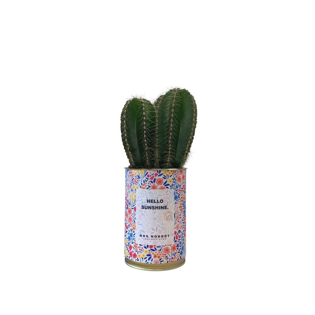 Cactus ou Succulente - Hello Sunshine - Cactus Colonne