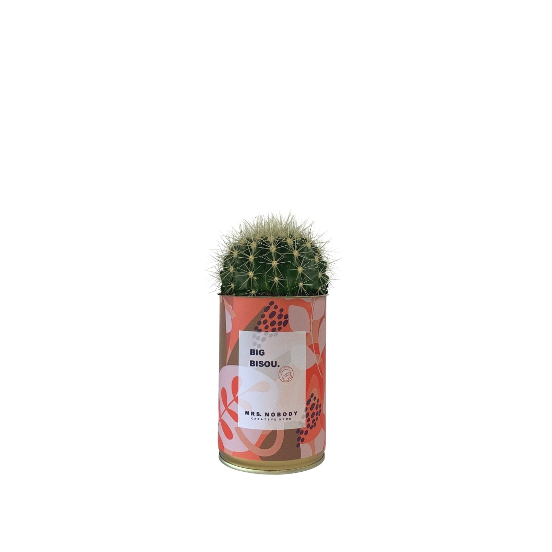 Cactus ou Succulente - Big Bisou - Cactus Boule