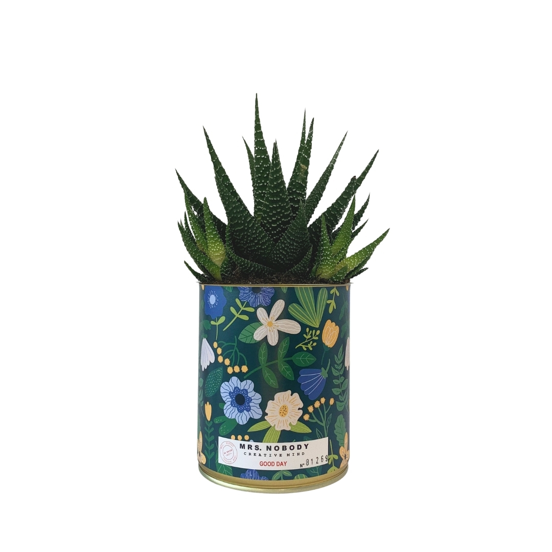 Cactus ou Succulente - Good Day - Haworthia Cactus ou Succulente - Good Day - Haworthia