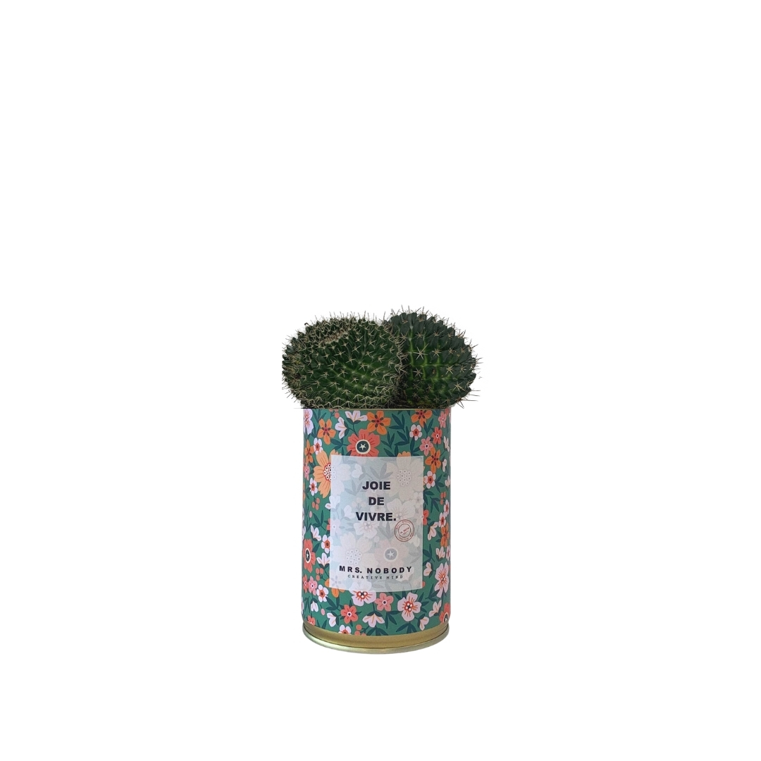 Cactus ou Succulente - Joie De Vivre - Cactus Boule Cactus ou Succulente - Joie De Vivre - Cactus Boule