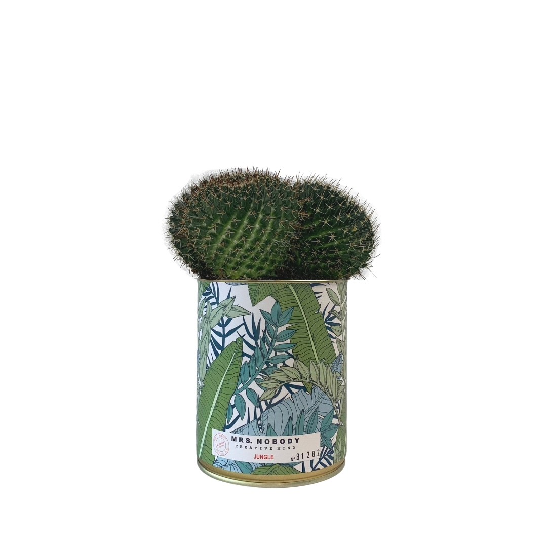 Cactus ou Succulente - Jungle - Cactus Boule Cactus ou Succulente - Jungle - Cactus Boule