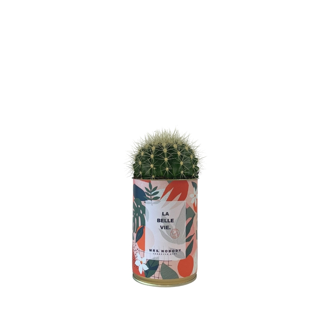 Cactus ou Succulente - La Belle Vie - Cactus Boule Cactus ou Succulente - La Belle Vie - Cactus Boule