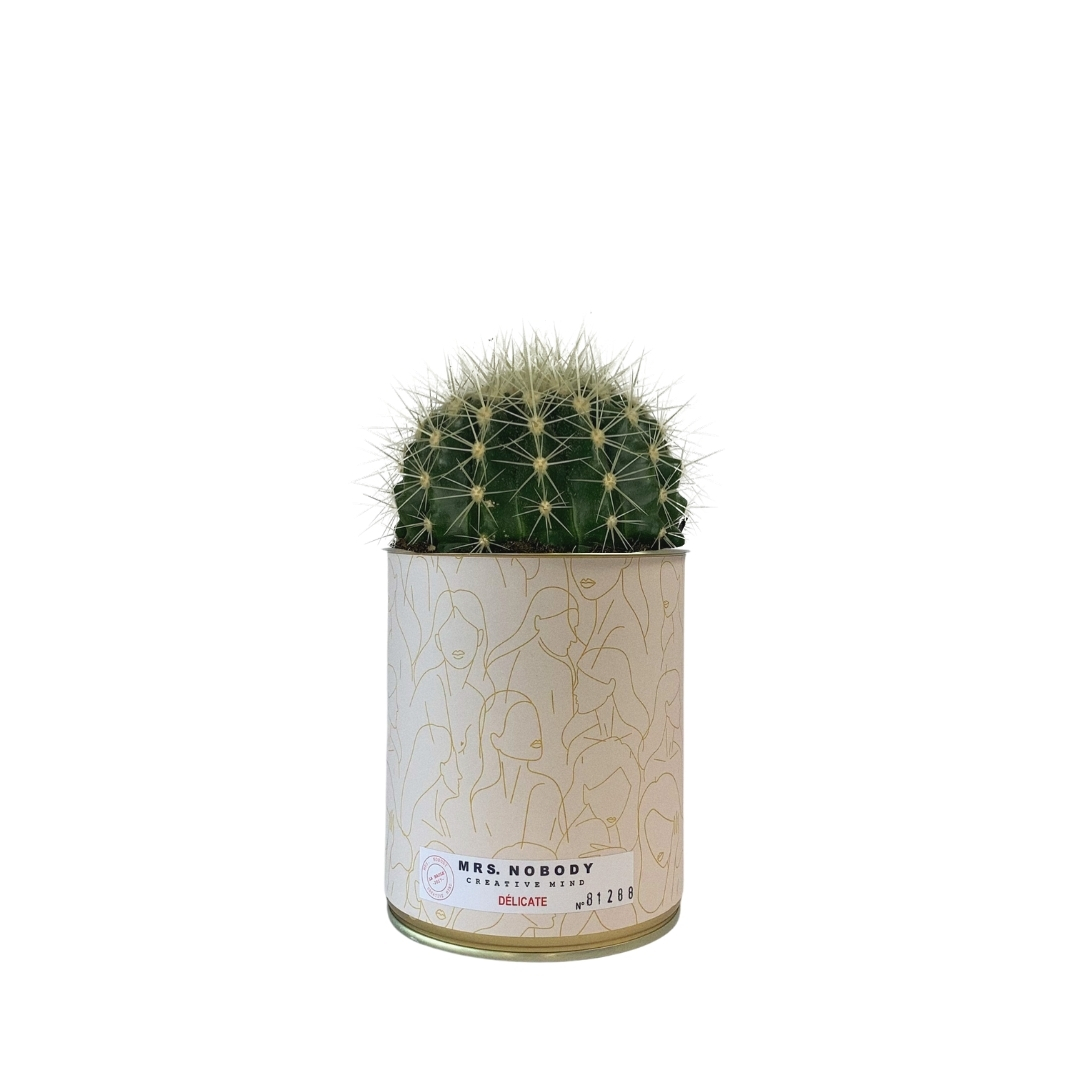 Cactus ou Succulente - Délicate - Cactus Boule