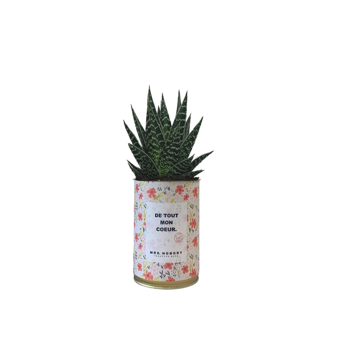 Cactus ou Succulente - De Tout Mon Cœur - Aloe