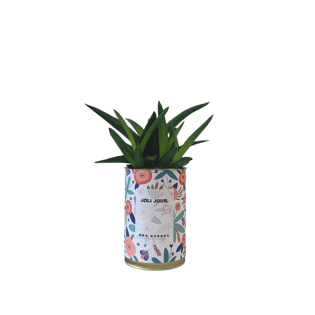 Cactus ou Succulente - Joli Jour - Haworthia Cactus ou Succulente - Joli Jour - Haworthia