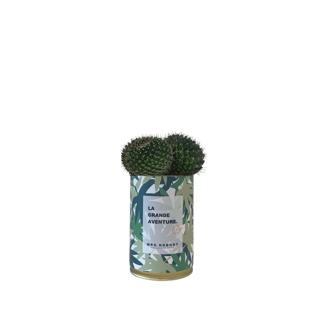 Cactus ou Succulente - La Grande Aventure - Cactus Boule Cactus ou Succulente - La Grande Aventure - Cactus Boule