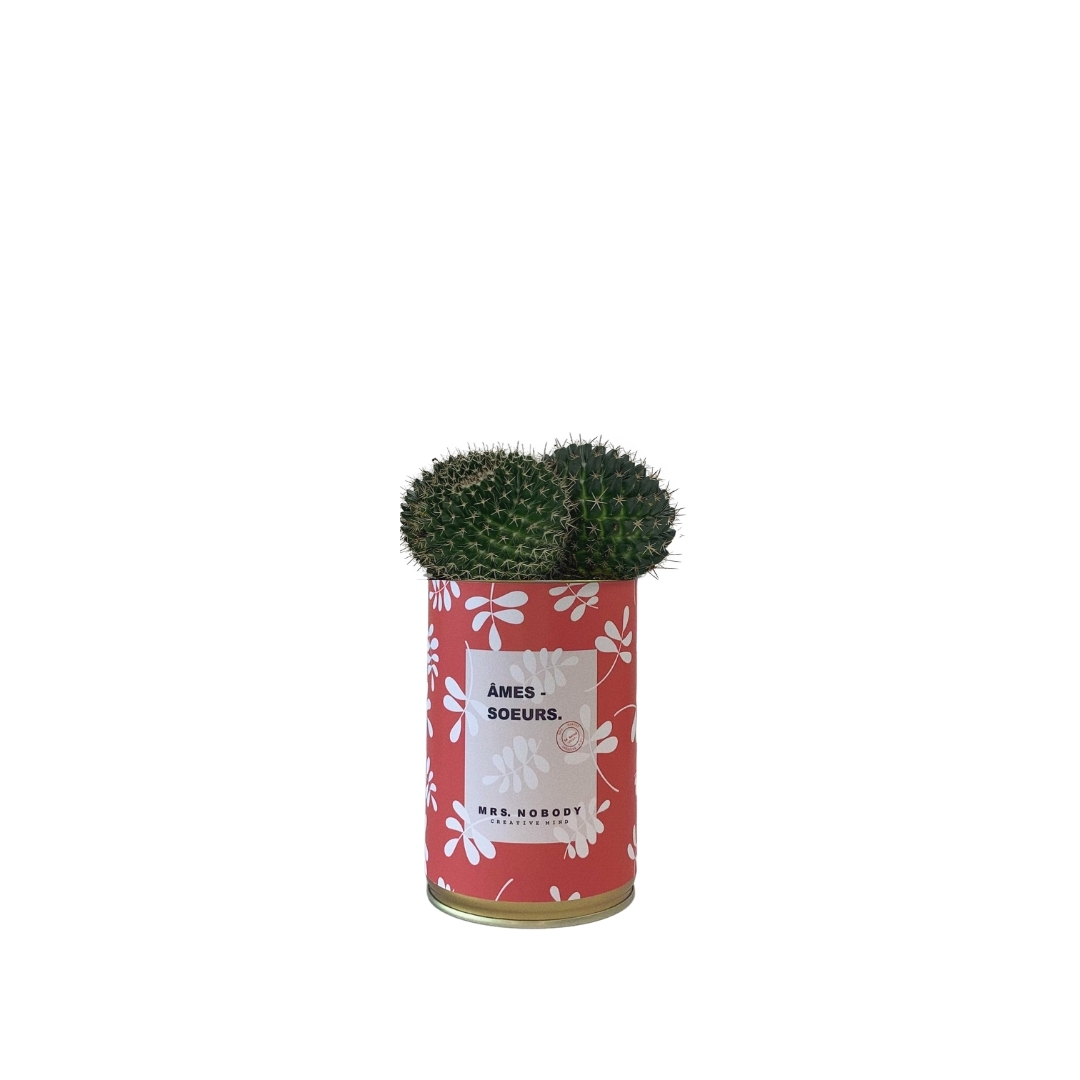 Cactus ou Succulente - Âmes-Sœurs - Cactus Boule Cactus ou Succulente - Âmes-Sœurs - Cactus Boule