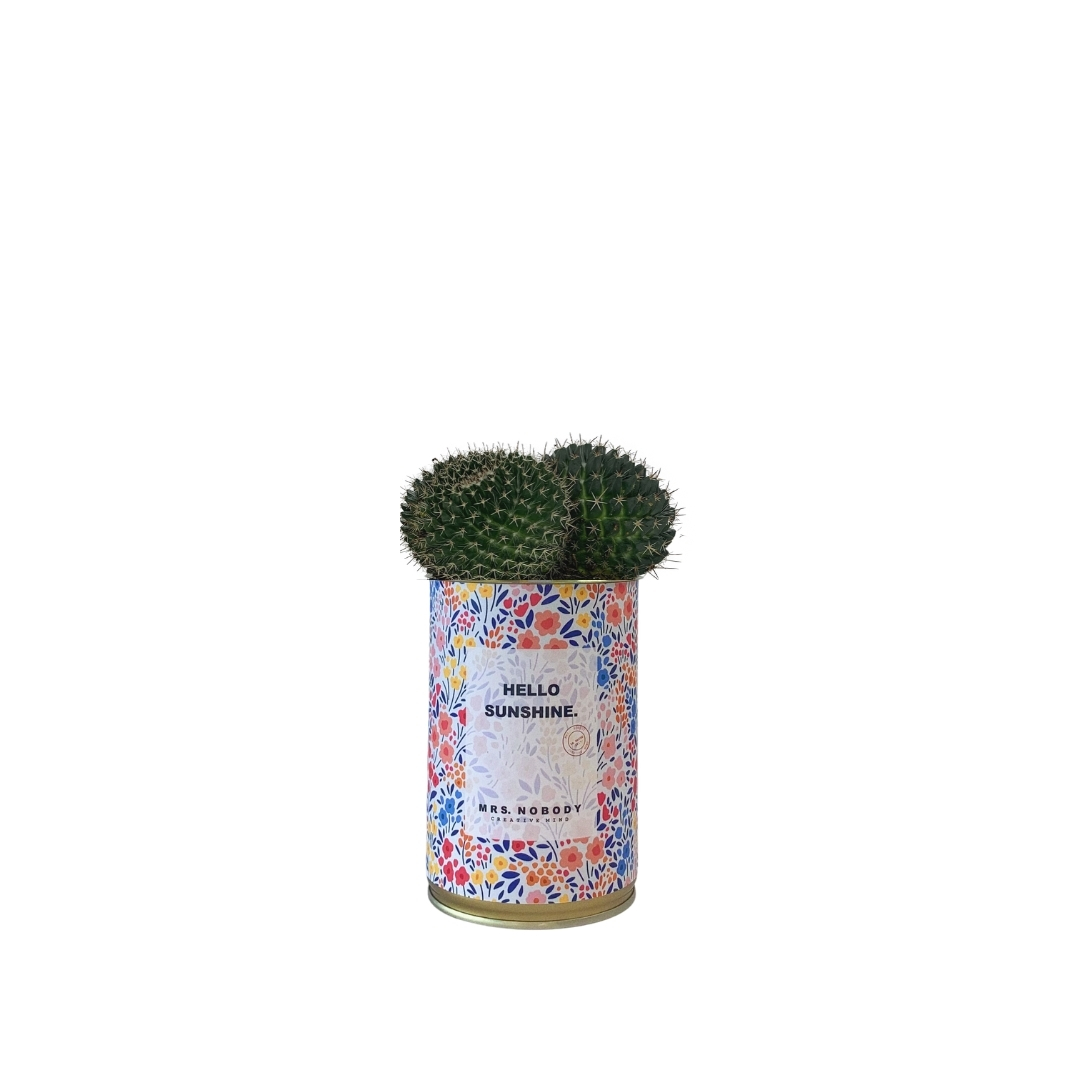 Cactus ou Succulente - Hello Sunshine - Cactus Boule Cactus ou Succulente - Hello Sunshine - Cactus Boule