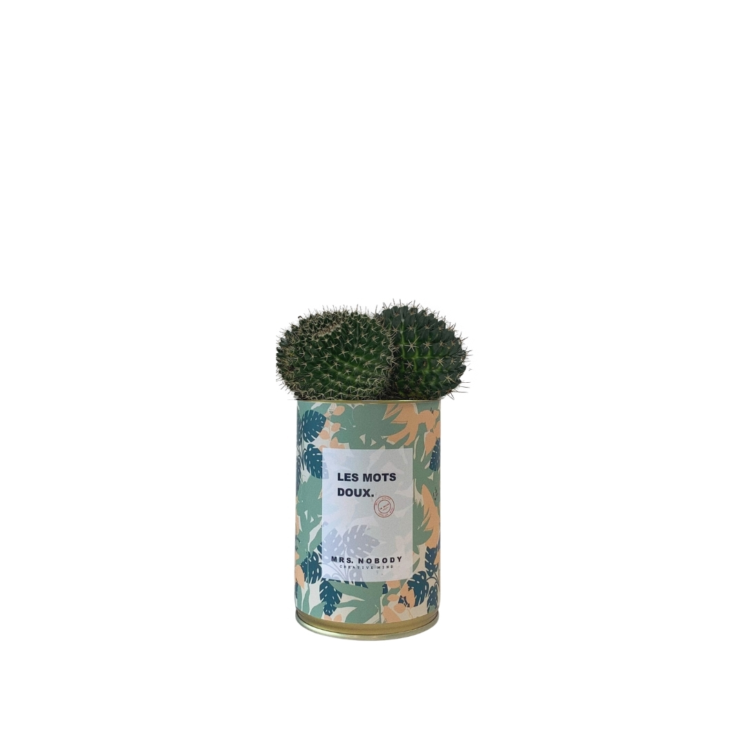 Cactus ou Succulente - Les Mots Doux - Cactus Boule Cactus ou Succulente - Les Mots Doux - Cactus Boule