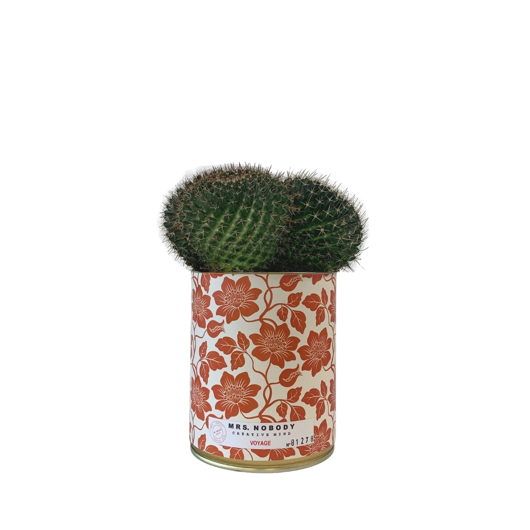 Cactus ou Succulente - Voyage - Cactus Boule
