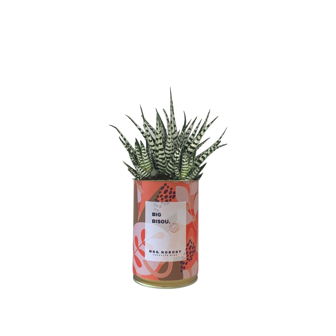 Cactus ou Succulente - Big Bisou - Haworthia