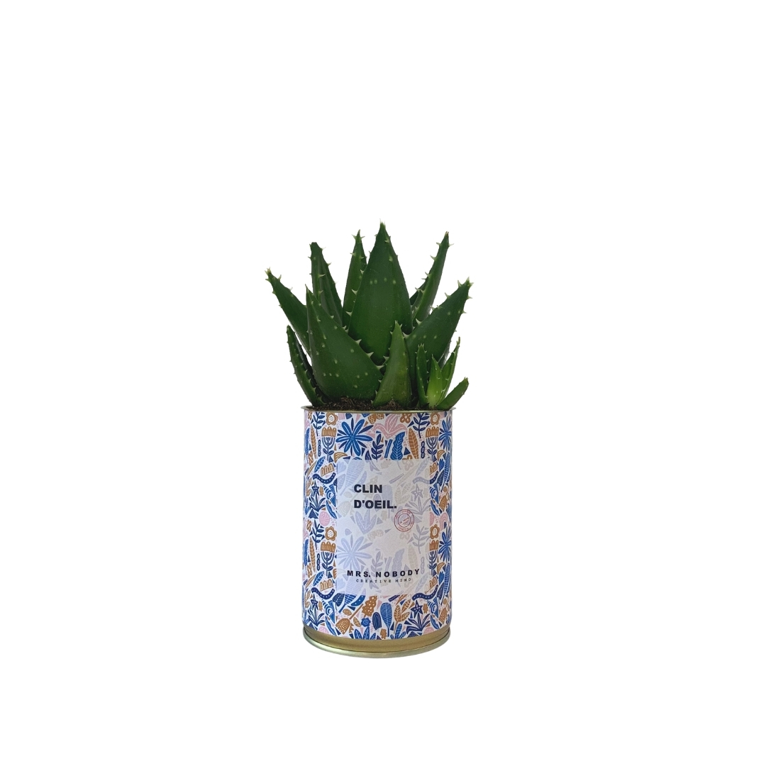 Cactus ou Succulente - Clin D'Œil - Aloe