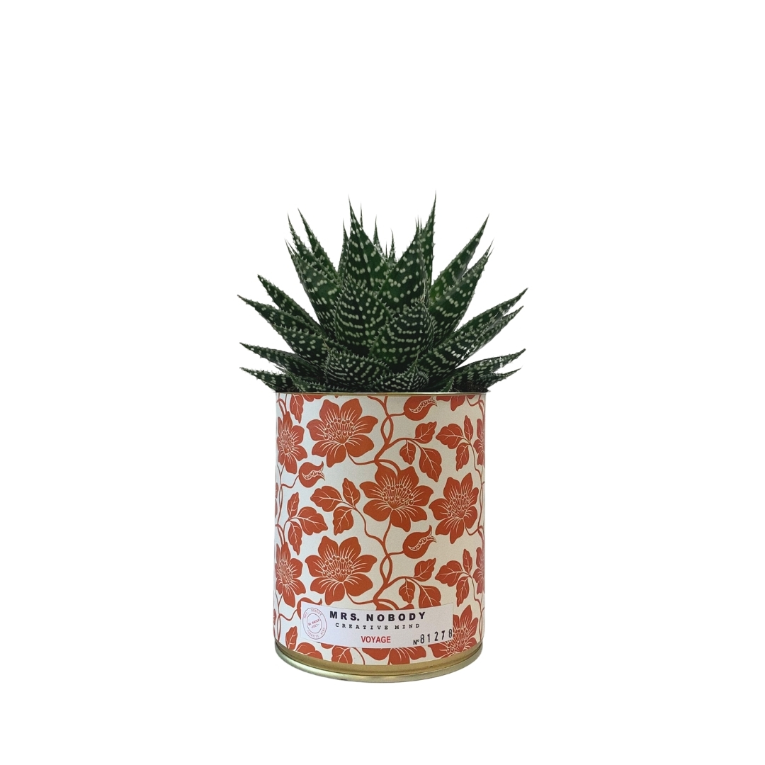 Cactus ou Succulente - Voyage - Aloe