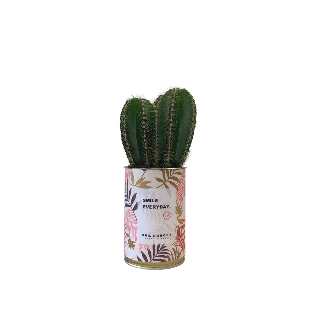 Cactus ou Succulente - Smile Everyday - Cactus Colonne