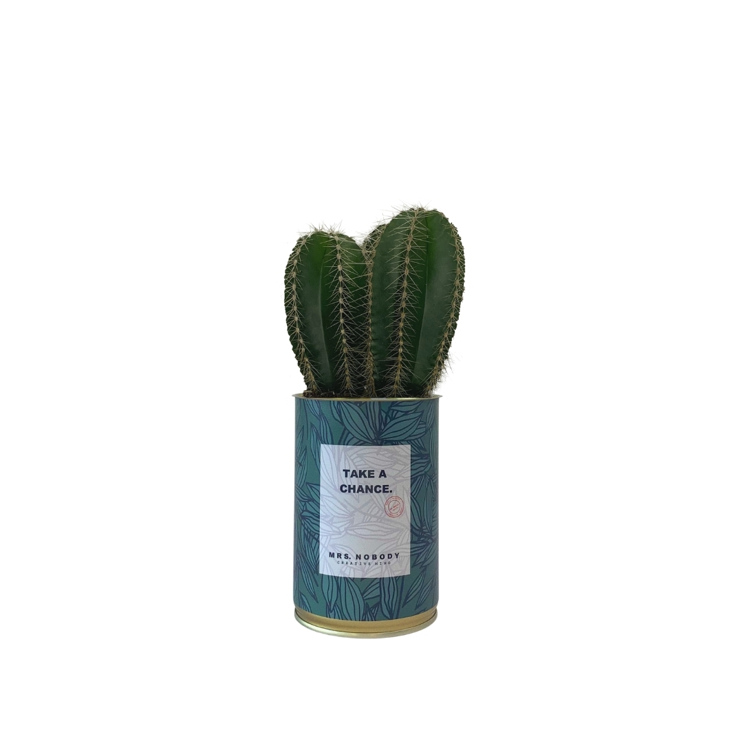 Cactus ou Succulente - Take A Chance - Cactus Colonne Cactus ou Succulente - Take A Chance - Cactus Colonne
