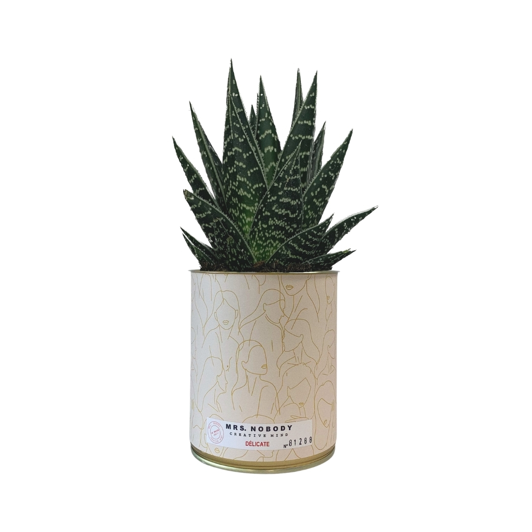 Cactus ou Succulente - Délicate - Aloe