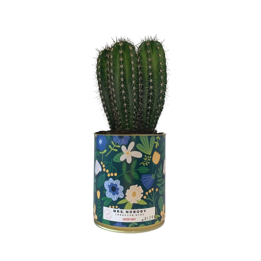 Cactus ou Succulente - Good Day - Cactus Colonne