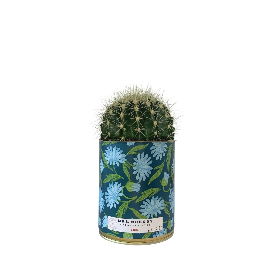 Cactus ou Succulente - Libre - Cactus Boule Cactus ou Succulente - Libre - Cactus Boule