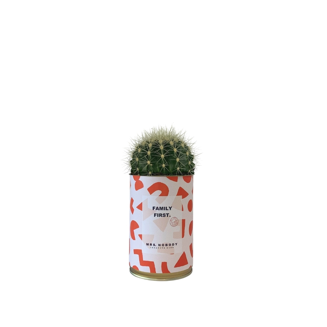 Cactus ou Succulente - Family First - Cactus Boule Cactus ou Succulente - Family First - Cactus Boule