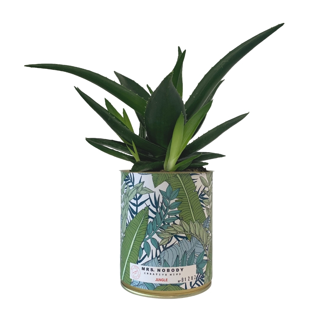Cactus ou Succulente - Jungle - Haworthia Cactus ou Succulente - Jungle - Haworthia