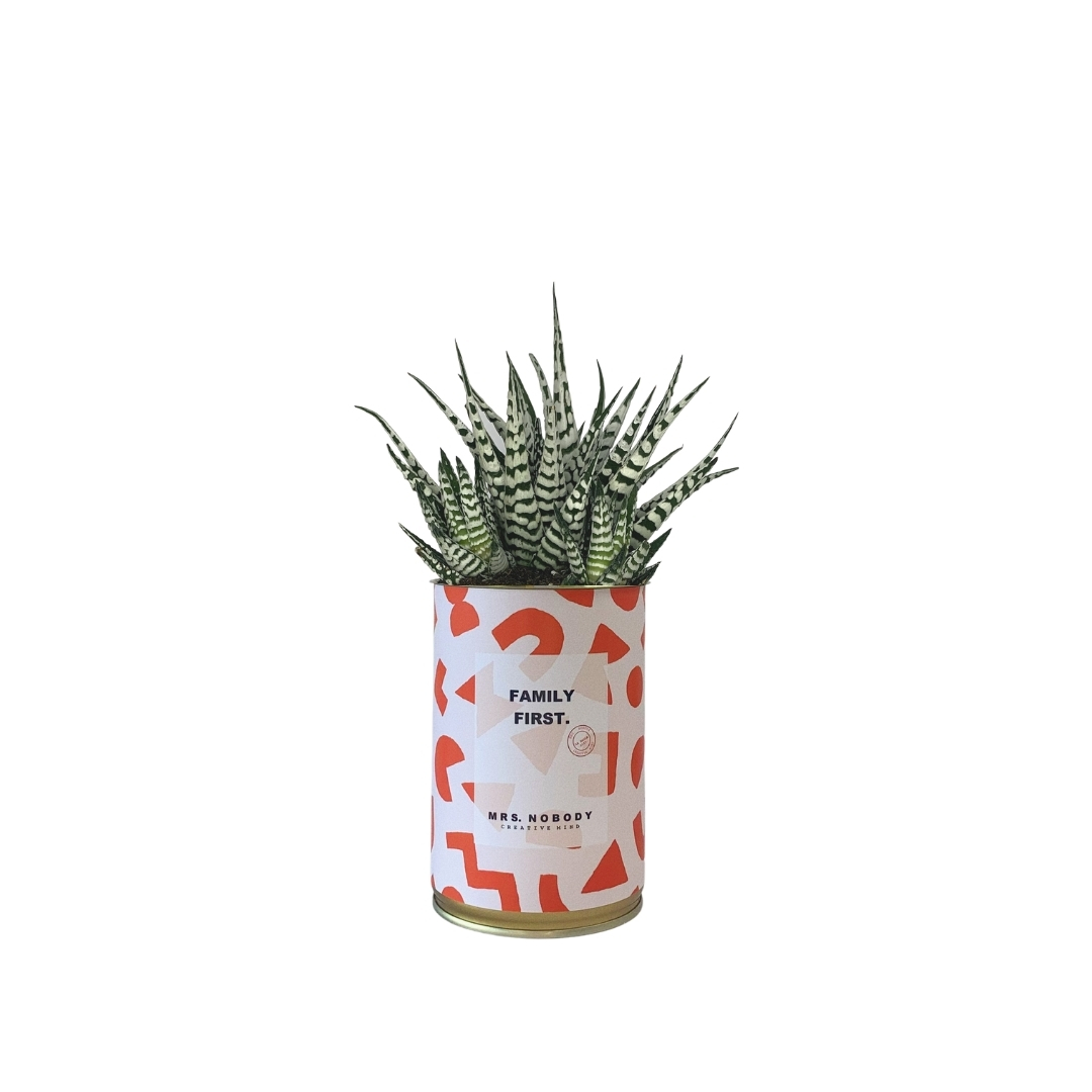 Cactus ou Succulente - Family First - Haworthia Cactus ou Succulente - Family First - Haworthia
