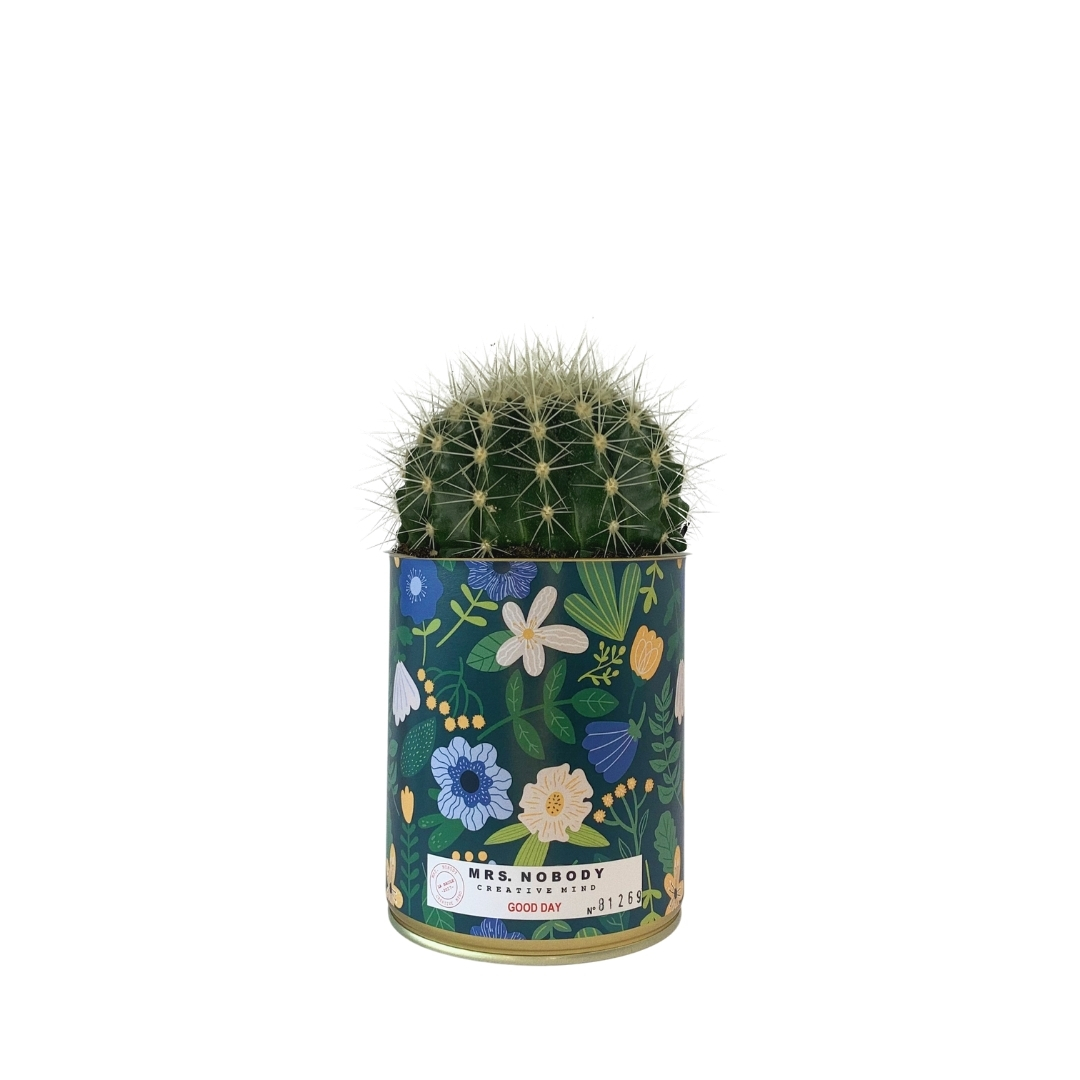 Cactus ou Succulente - Good Day - Cactus Boule Cactus ou Succulente - Good Day - Cactus Boule