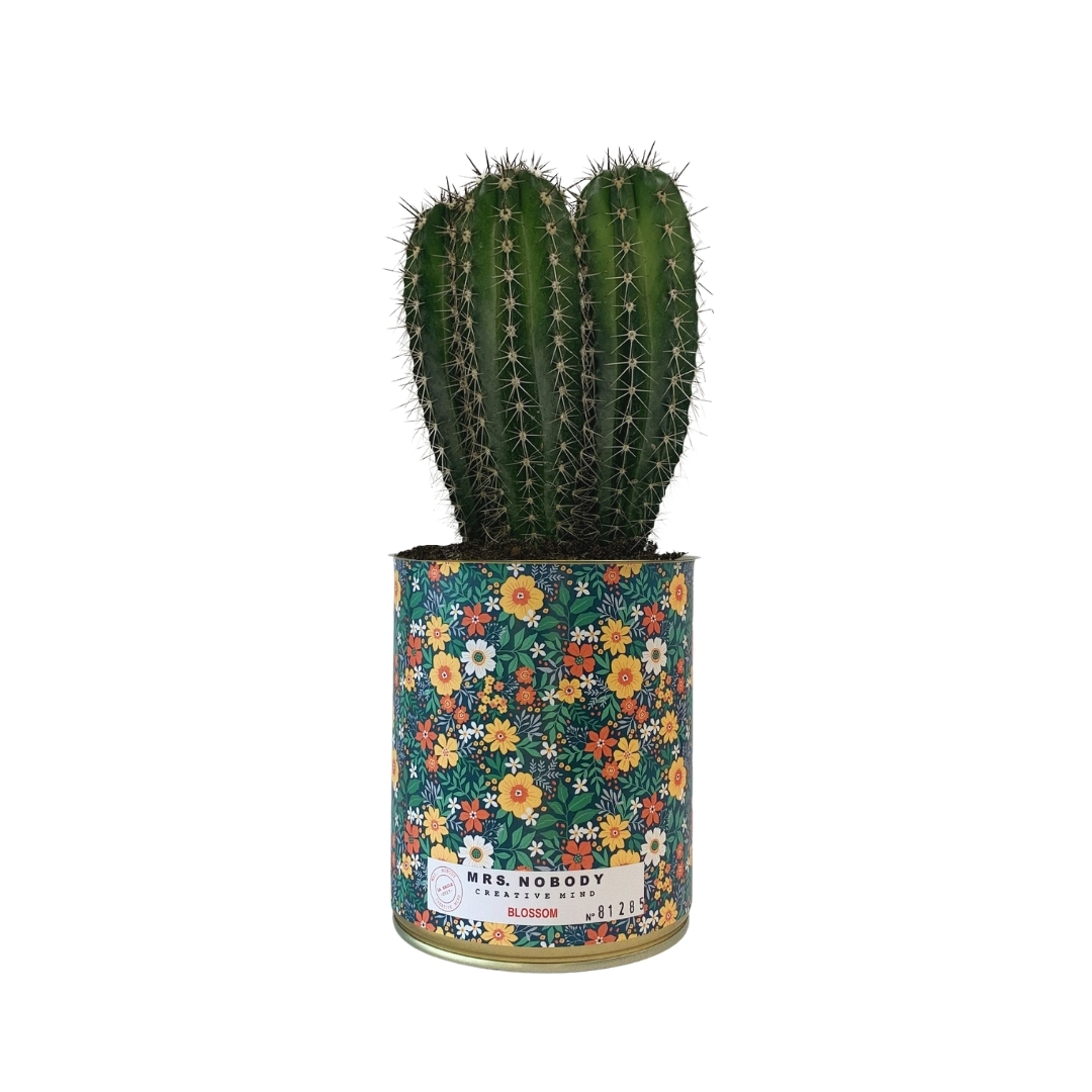Cactus ou Succulente - Blossom - Cactus Colonne