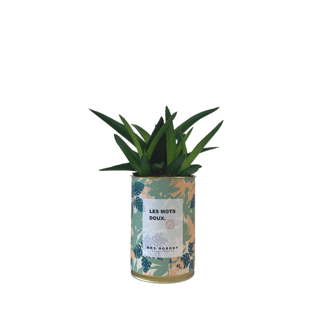 Cactus ou Succulente - Les Mots Doux - Haworthia Cactus ou Succulente - Les Mots Doux - Haworthia