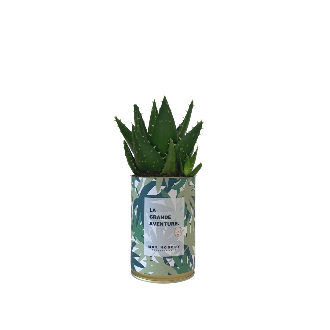Cactus ou Succulente - La Grande Aventure - Aloe Cactus ou Succulente - La Grande Aventure - Aloe