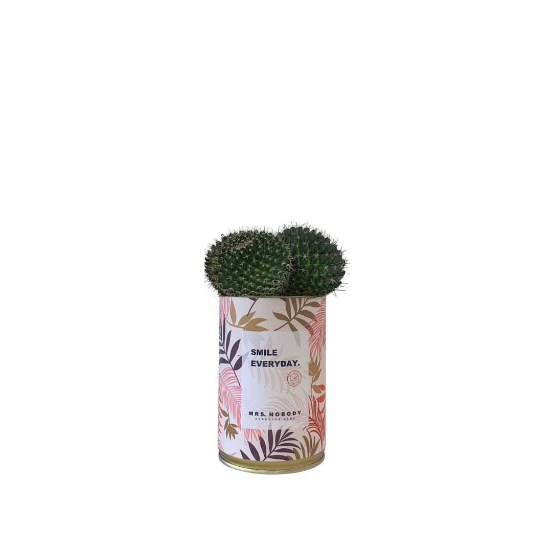 Cactus ou Succulente - Smile Everyday - Cactus Boule