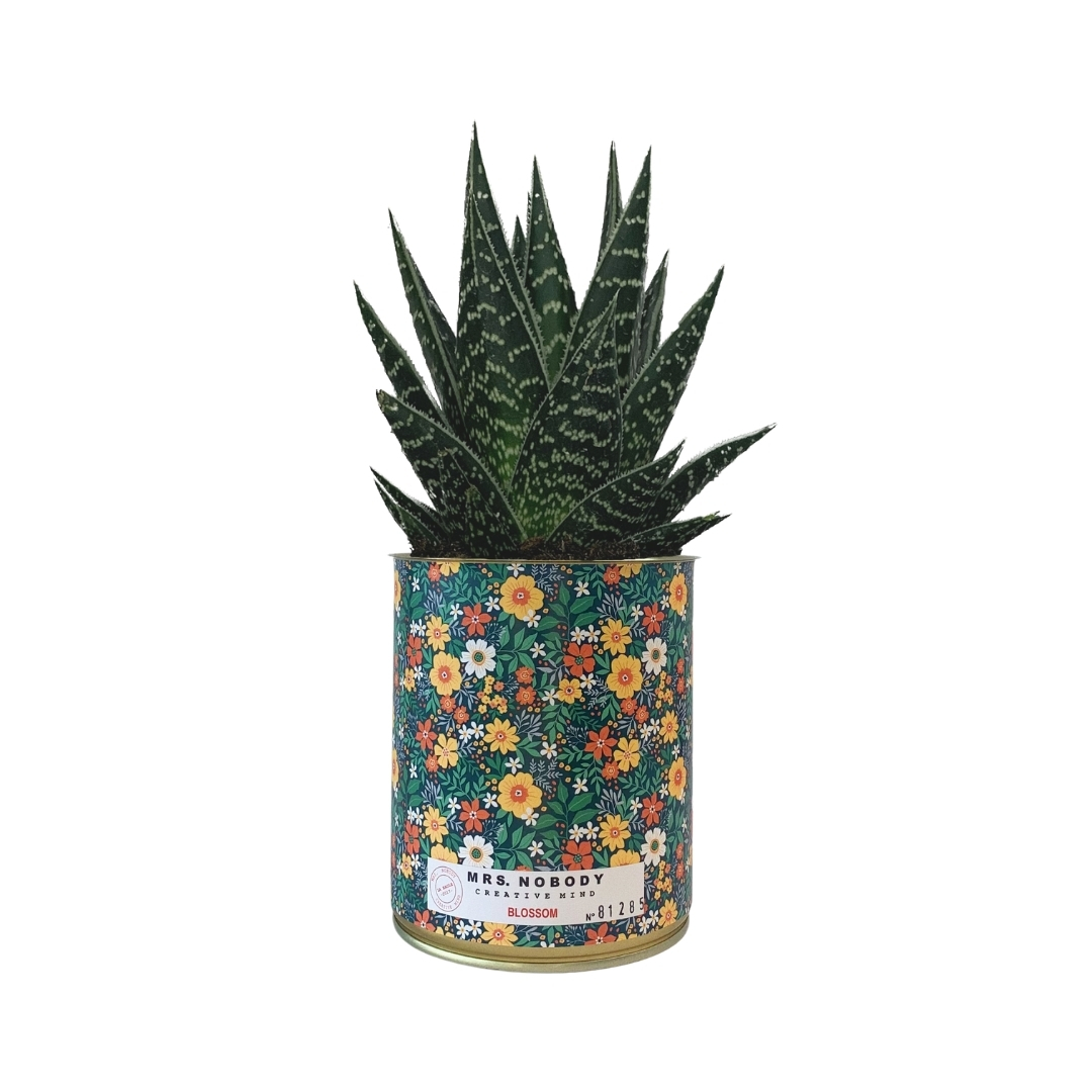 Cactus ou Succulente - Blossom - Aloe