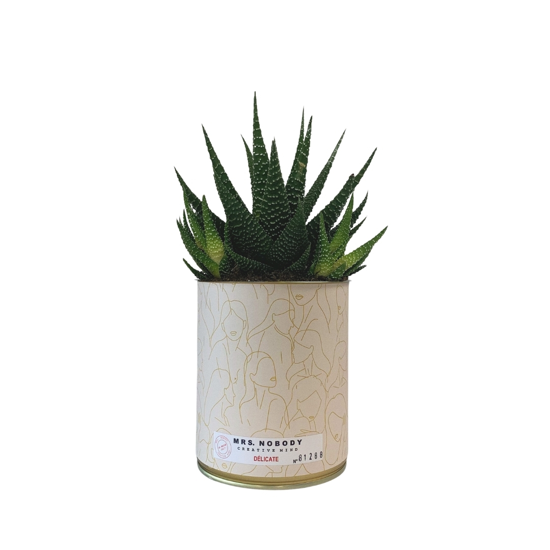 Cactus ou Succulente - Délicate - Haworthia